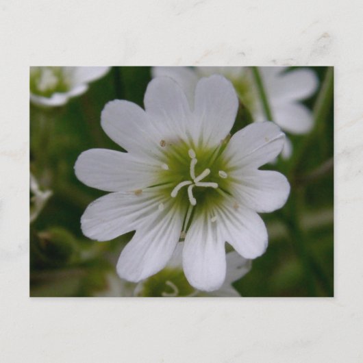 Bering Chickweed Blossom, Insel Unalaska Postkarte (Vorderseite)