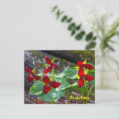 Berkshires Massachusetts Red Trillium Wildblume Postkarte (Stehend Vorderseite)