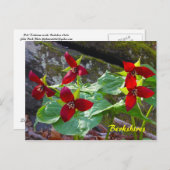 Berkshires Massachusetts Red Trillium Wildblume Postkarte (Vorne/Hinten)