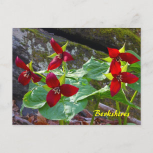 Berkshires Massachusetts Red Trillium Wildblume Postkarte
