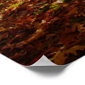 Berkshires Sunset Vibrant Fall Foliage, Western MA Poster (Ecke)