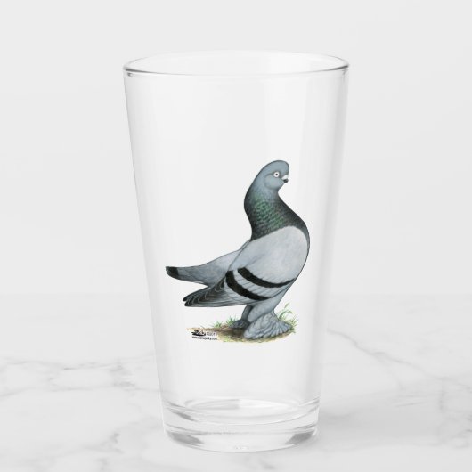 Berliner Tumbler Pigeon Blue Bar (Vorderseite)