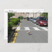 BERMUDA CHICKEN POSTKARTE (Vorne/Hinten)