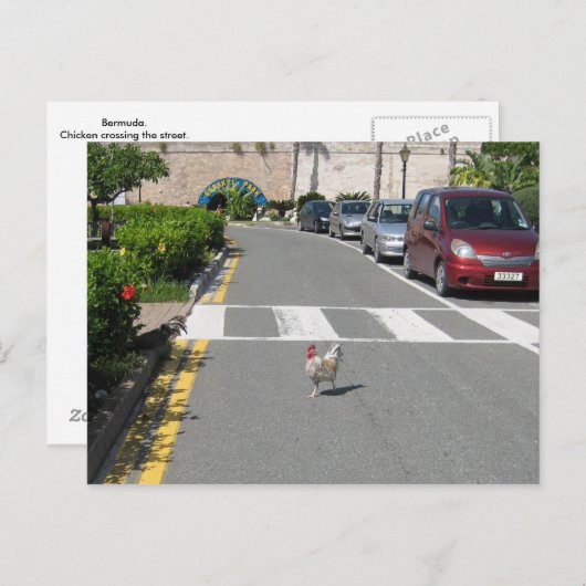 BERMUDA CHICKEN POSTKARTE (Vorne/Hinten)