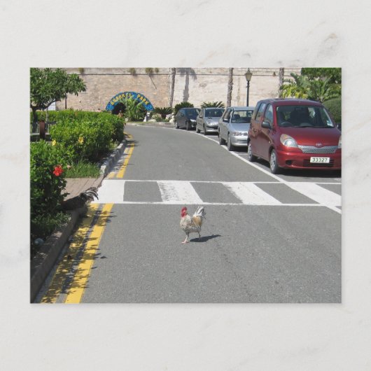 BERMUDA CHICKEN POSTKARTE (Vorderseite)