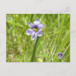 Bermudienne à feuilles étroites postkarte