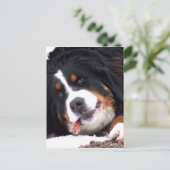 berna sennen Hund mit Hühnerfüßchen Postkarte (Stehend Vorderseite)