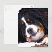 berna sennen Hund mit Hühnerfüßchen Postkarte (Vorne/Hinten)