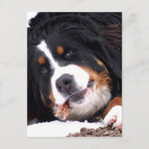 berna sennen Hund mit Hühnerfüßchen Postkarte