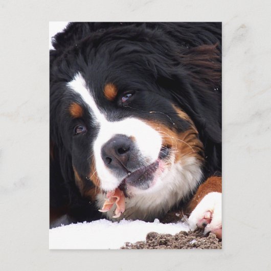 berna sennen Hund mit Hühnerfüßchen Postkarte (Vorderseite)