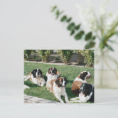 Bernard im Garten Postkarte (Stehend Vorderseite)