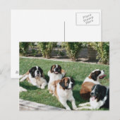 Bernard im Garten Postkarte (Vorne/Hinten)
