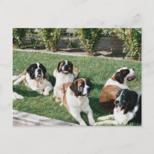 Bernard im Garten Postkarte