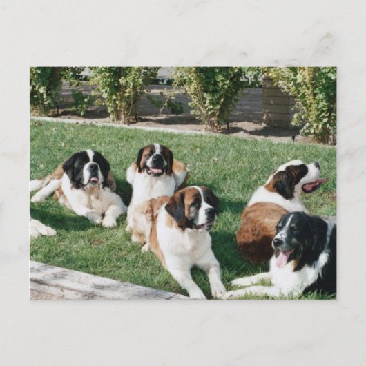 Bernard im Garten Postkarte (Vorderseite)