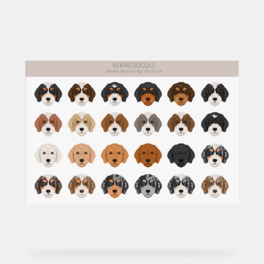 Bernedoodle Acrylzeichen Acrylschild (Vorderseite)