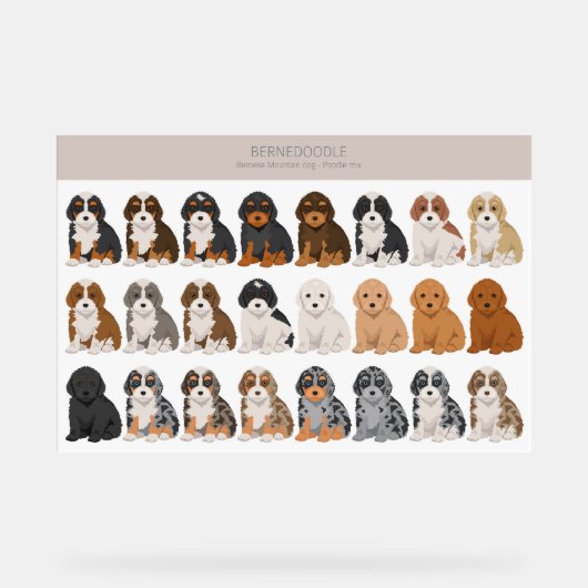 Bernedoodle Acrylzeichen Acrylschild (Vorderseite)