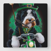 Bernedoodle Hund Fahrrad St. Patrick's Day Quadratische Wanduhr (Vorderseite)