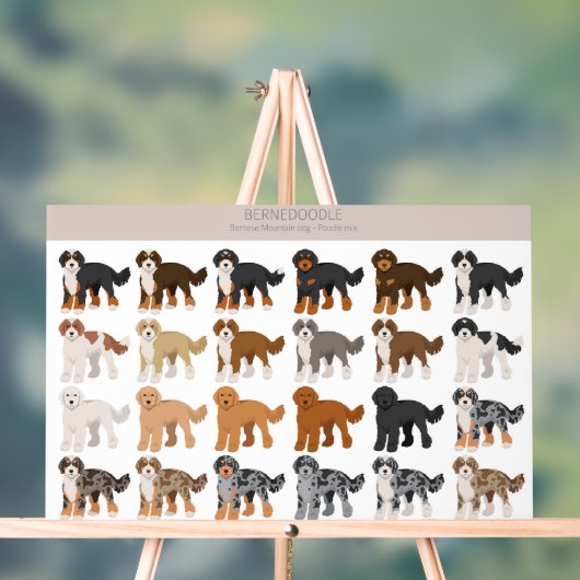 Bernedoodle-Hundemischung Acrylschild (Neutral)