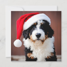 Bernedoodle Weihnachten