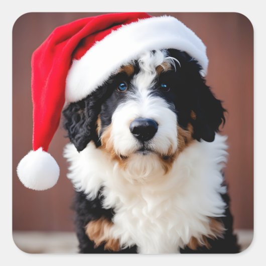 Bernedoodle Weihnachten Quadratischer Aufkleber (Vorderseite)