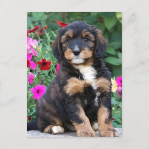 Bernedoodle-Welpe in Petunien Postkarte