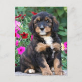 Bernedoodle-Welpe in Petunien Postkarte (Vorderseite)