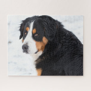 Berner Berghund im Schnee Puzzle