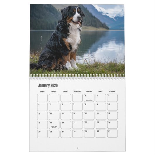 Berner Berghund Kalender (Jan 2026)