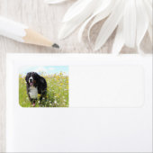 Berner Hund auf dem Feld (Insitu)