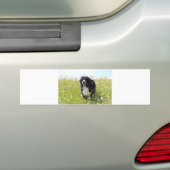 Berner Hund auf dem Feld Autoaufkleber (Auf Auto)