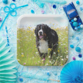 Berner Hund auf dem Feld Pappteller (Party)