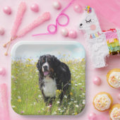 Berner Hund auf dem Feld Pappteller (Party)