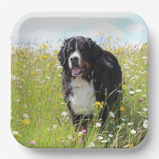 Berner Hund auf dem Feld Pappteller (Vorderseite)