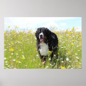Berner Hund auf dem Feld Poster (Vorne)
