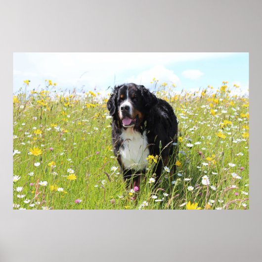 Berner Hund auf dem Feld Poster (Vorne)