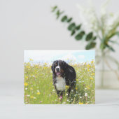 Berner Hund auf dem Feld Postkarte (Stehend Vorderseite)