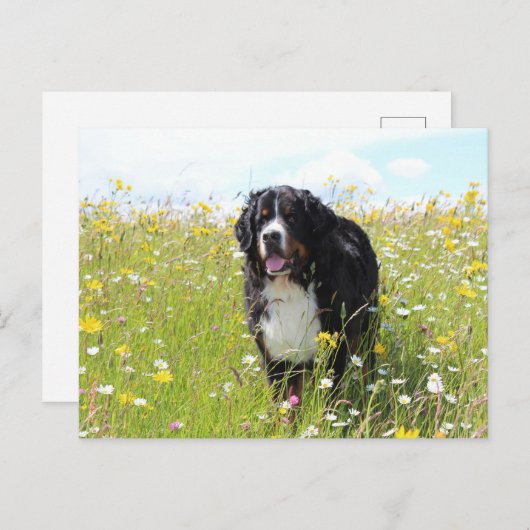 Berner Hund auf dem Feld Postkarte (Vorne/Hinten)