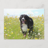 Berner Hund auf dem Feld Postkarte (Vorderseite)