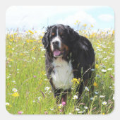 Berner Hund auf dem Feld Quadratischer Aufkleber (Vorderseite)
