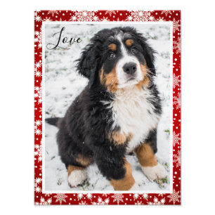 Berner Hund Auf Rot und Weiß Schneeflocke Fotodruck