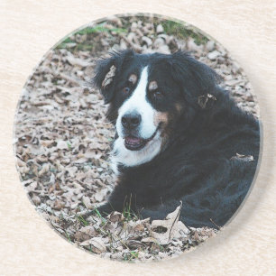 Berner Hund im Herbst Getränkeuntersetzer