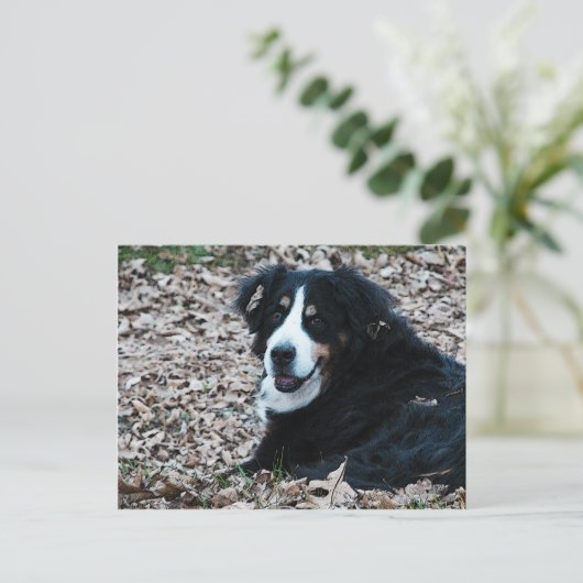 Berner Hund im Herbst Postkarte (Stehend Vorderseite)