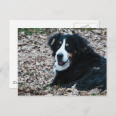 Berner Hund im Herbst Postkarte (Vorne/Hinten)