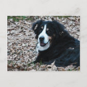 Berner Hund im Herbst Postkarte (Vorderseite)
