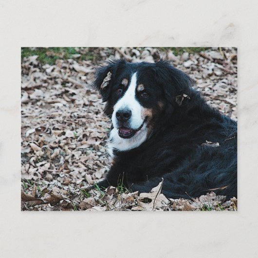 Berner Hund im Herbst Postkarte (Vorderseite)