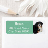 Berner Hund individuell anpassbar (Insitu)