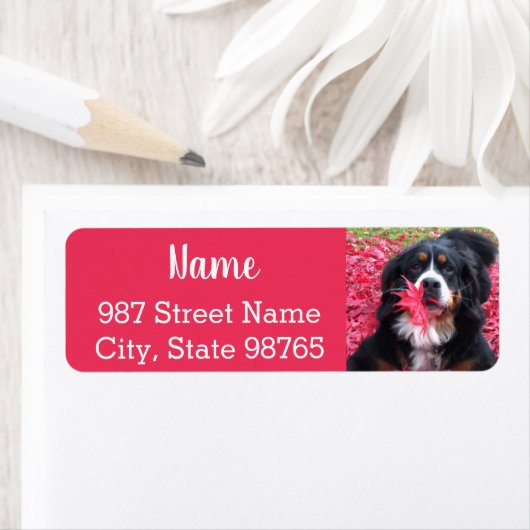 Berner Hund individuell anpassbar (Insitu)