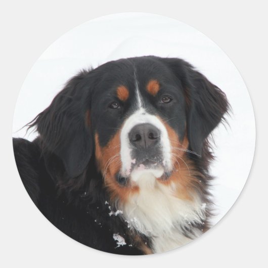 Berner Hund individuell anpassbar Runder Aufkleber (Vorderseite)