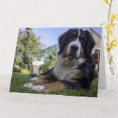 Berner Hund Leder Karte (Gelbe Blume)