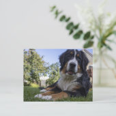 Berner Hund Leder Postkarte (Stehend Vorderseite)